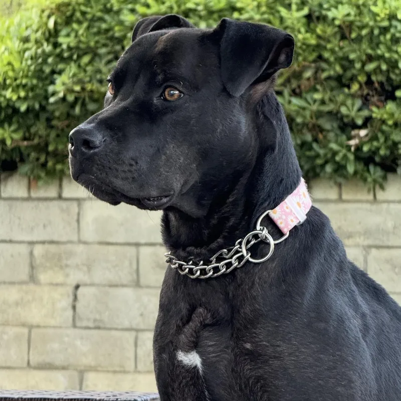 Buttercup thumbnail 5