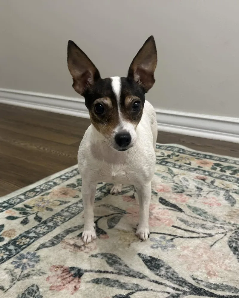 A senior small-sized female Tricolor (Brown, Black, & White) Jack Russell Terrier dog named Tequila for adoption in Tallahassee, FL