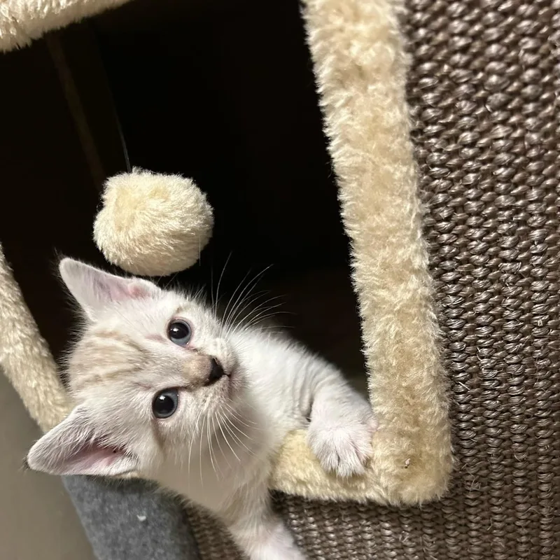 A baby small-sized male American Shorthair cat named White Litter for adoption in atlanta, GA