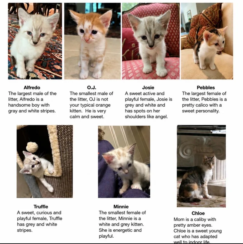 White Litter thumbnail 2