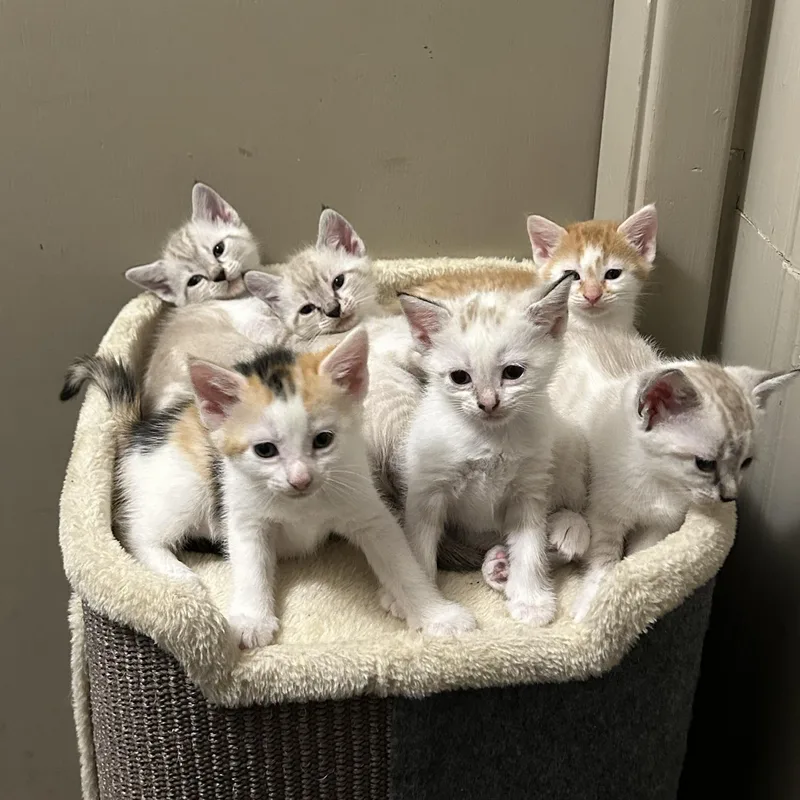 White Litter thumbnail 3