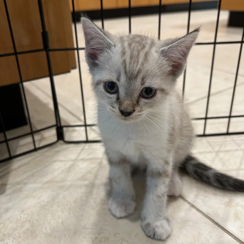 White Litter thumbnail 4