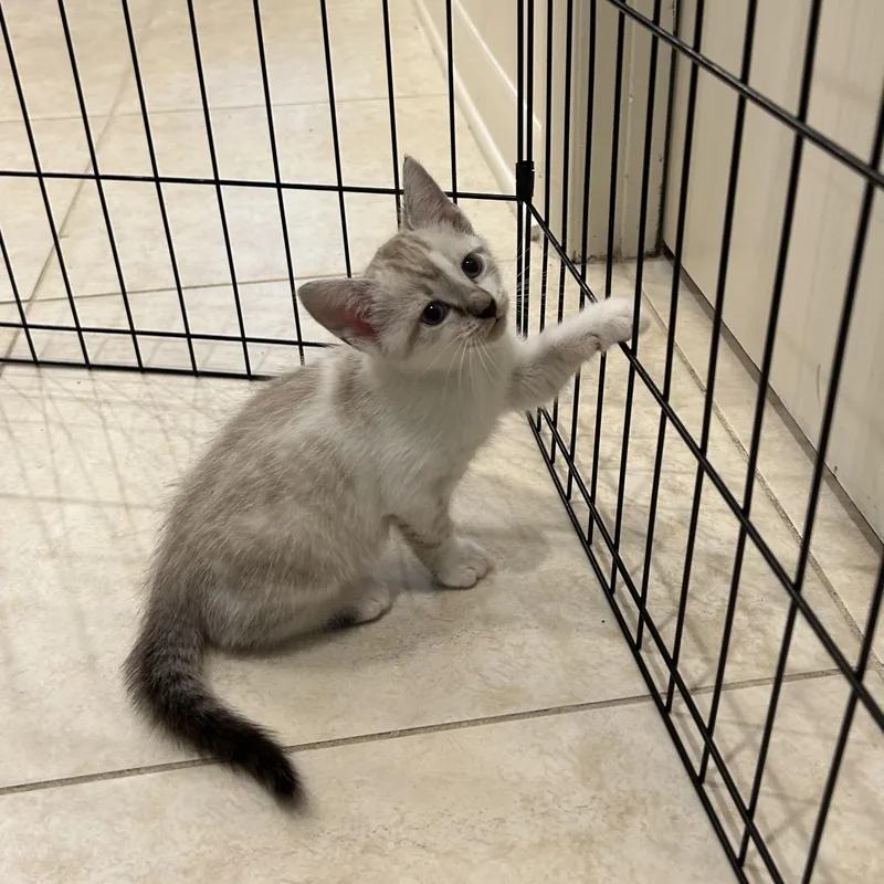 White Litter thumbnail 5