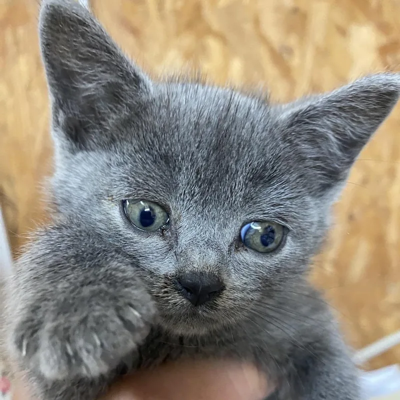 A baby small-sized female Gray / Blue / Silver Domestic Short Hair cat named Sissy for adoption in Blairsville, GA