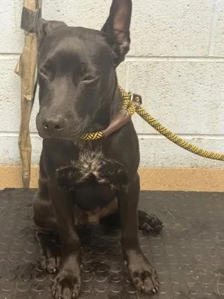 A young medium-sized male Mixed Breed dog named Lancerlote for adoption in Chamblee, GA