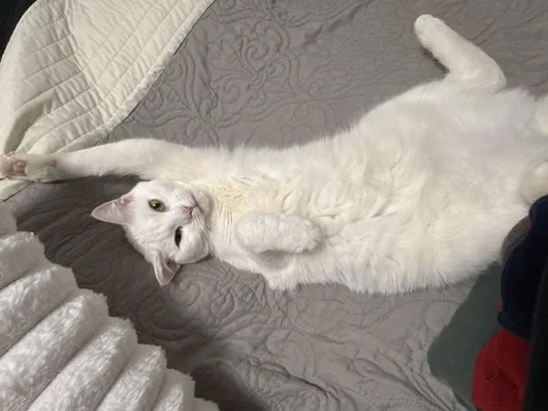 A young medium-sized female Domestic Short Hair cat named Madina for adoption in Staten Island, NY
