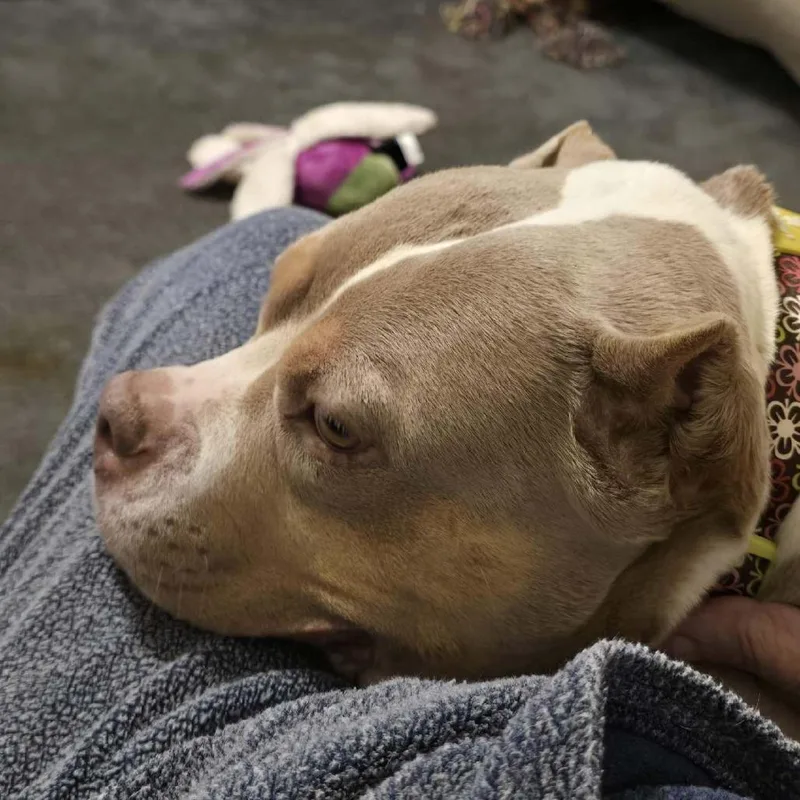 An adult large-sized female Yellow / Tan / Blond / Fawn Mixed Breed dog named Miranda for adoption in Vassalboro, ME