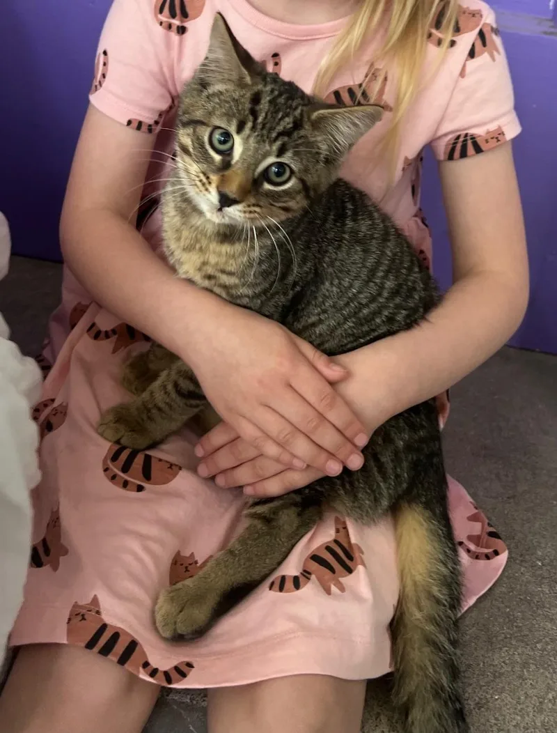 A baby medium-sized male Tabby (Brown / Chocolate) Domestic Short Hair cat named Cedar Springfield for adoption in Philadelphia, PA