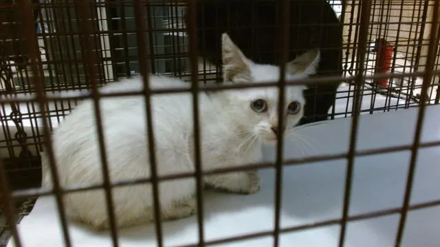 A baby small-sized female Siamese cat named Rosy for adoption in Miami, FL