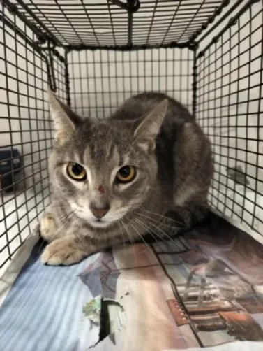An adult medium-sized male Domestic Short Hair cat named Nivel for adoption in Chatsworth, CA