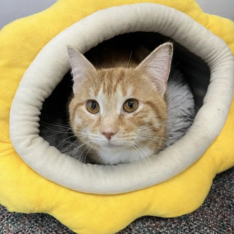 An adult medium-sized male Orange / Red Domestic Short Hair cat named Rocky for adoption in Hamburg, NY