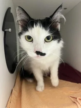 An adult small-sized female Domestic Medium Hair cat named Franky for adoption in Fairfax, VA