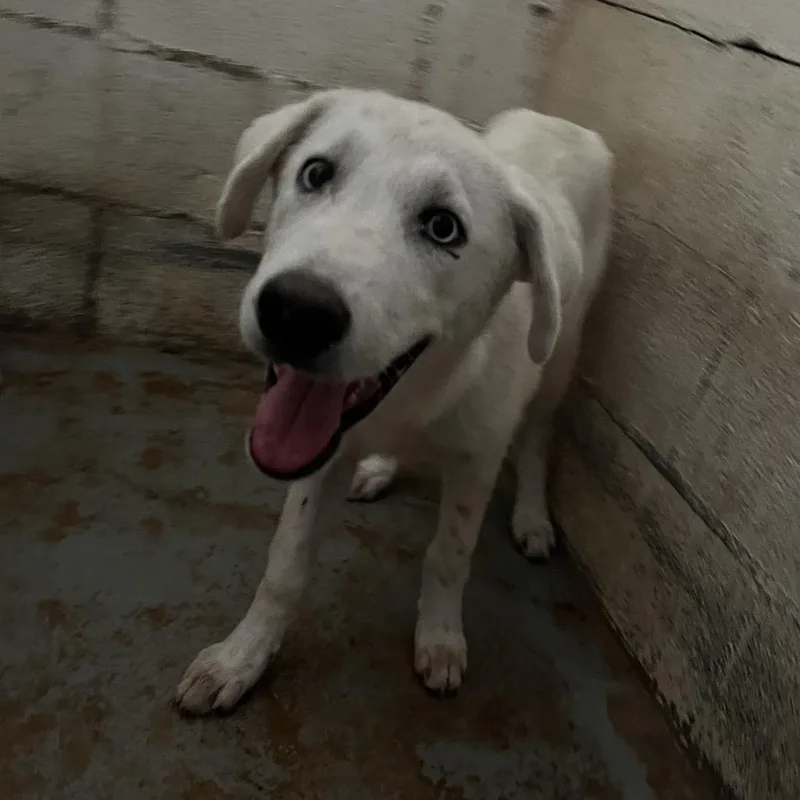 A young medium-sized male White / Cream Shepherd dog named Zenitsu for adoption in Edinburg, TX