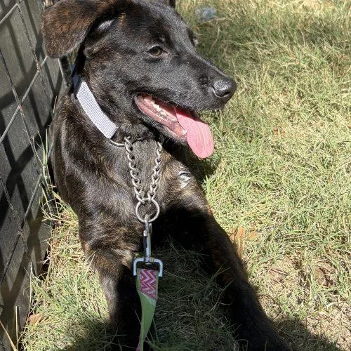 A baby medium-sized female Brindle Dutch Shepherd dog named Lady Tremaine for adoption in Sanford, NC