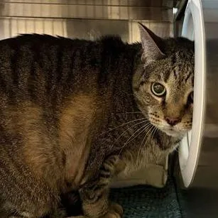 A senior extra large-sized male Brown / Chocolate Domestic Short Hair cat named Plentiful Peach for adoption in Asheville, NC