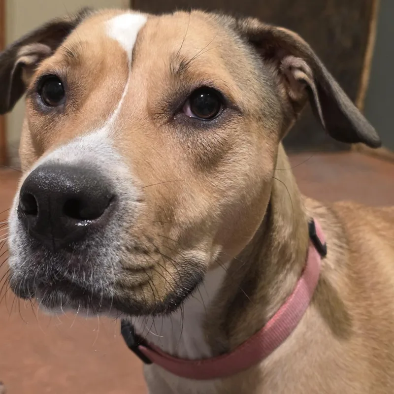 An adult small-sized female Brown / Chocolate Mixed Breed dog named Belle for adoption in Glenfield, NY
