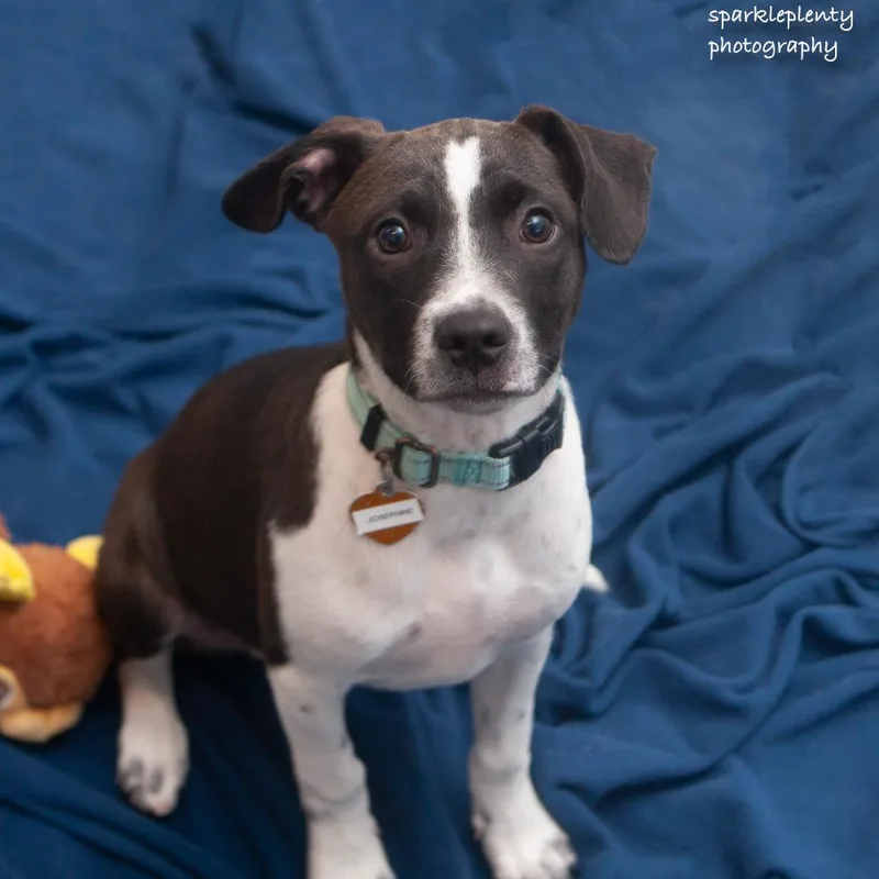 A baby medium-sized female Black Mixed Breed dog named Josephine for adoption in Ridgefield, CT