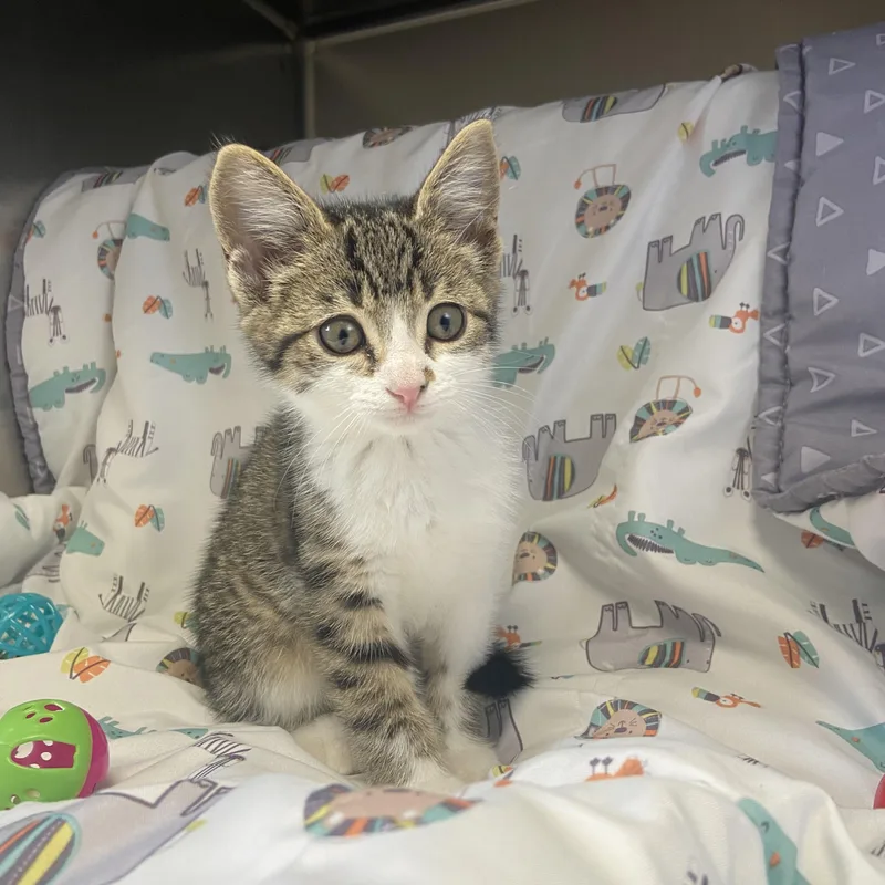 A baby small-sized female Tabby (Tiger Striped) Domestic Short Hair cat named Boomer for adoption in Edinburg, VA