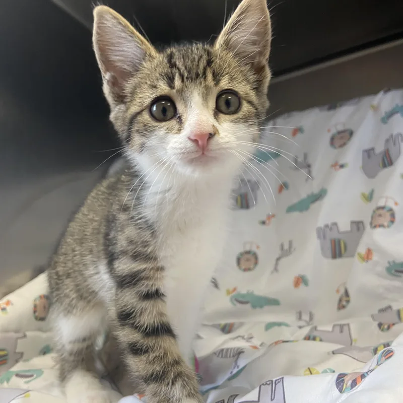 Boomer thumbnail 2