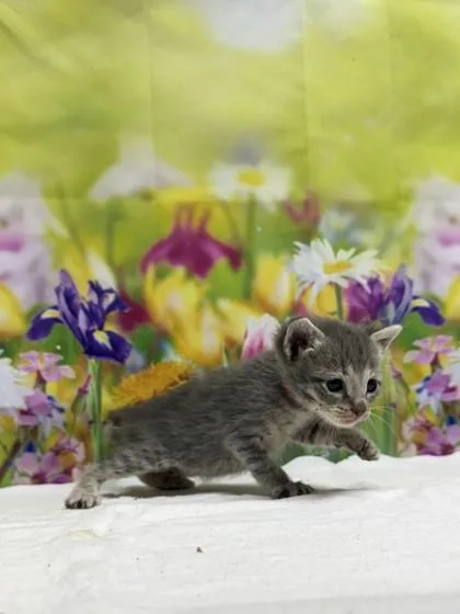 A baby small-sized female Domestic Short Hair cat named Mushu for adoption in San Antonio, TX
