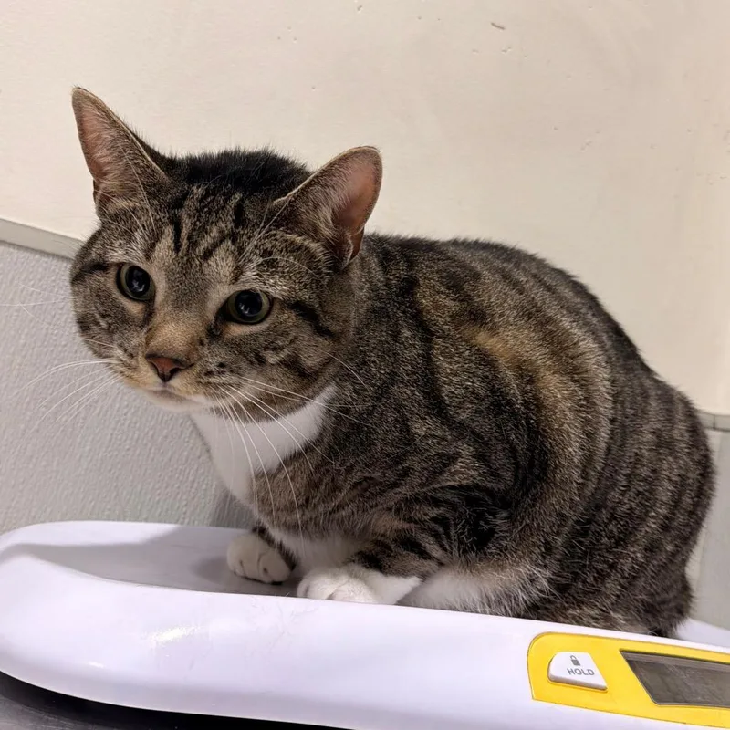 An adult extra large-sized female Gray / Blue / Silver Domestic Short Hair cat named Diamond for adoption in Tampa, FL