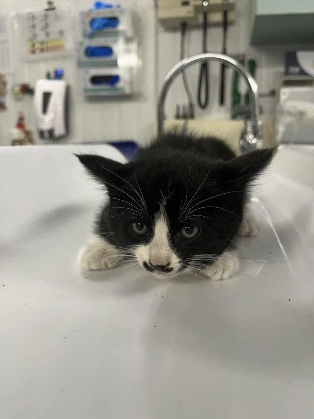 A baby small-sized male Black & White / Tuxedo Domestic Short Hair cat named Pip for adoption in Woodland, CA