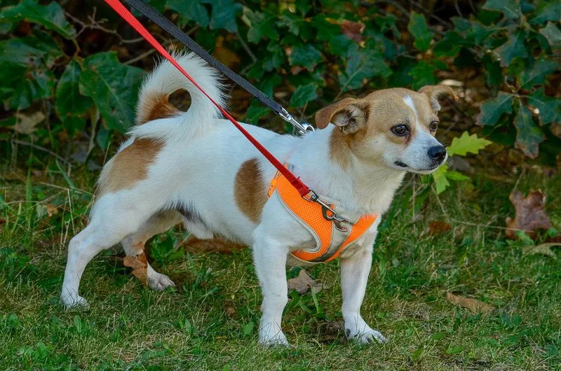 An adult small-sized male Chihuahua dog named Draco for adoption in Brick, NJ