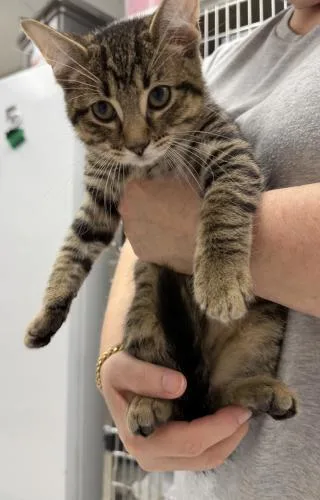 A baby small-sized male Domestic Short Hair cat named Michael for adoption in Webster, MA