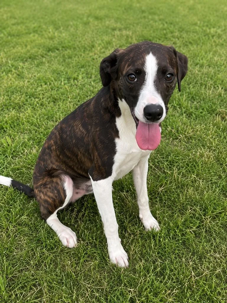 A young medium-sized female Mixed Breed dog named Pecan for adoption in Wabash, IN