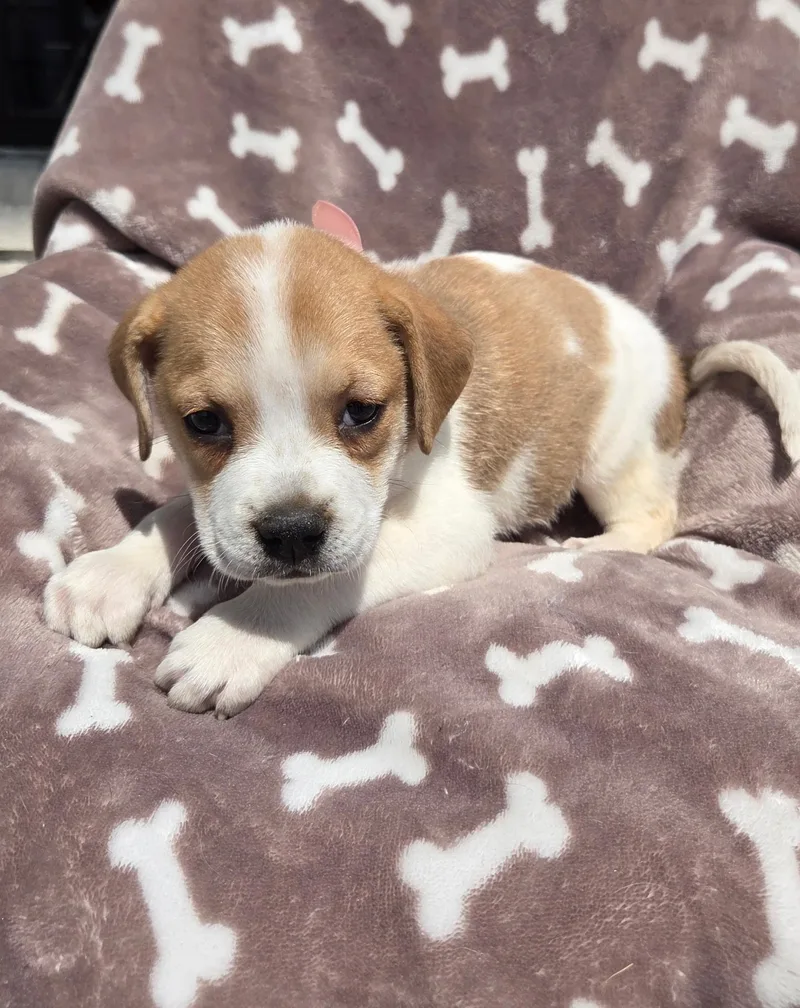 A baby medium-sized female Apricot / Beige Beagle dog named Beagle puppy f for adoption in White Lake, MI