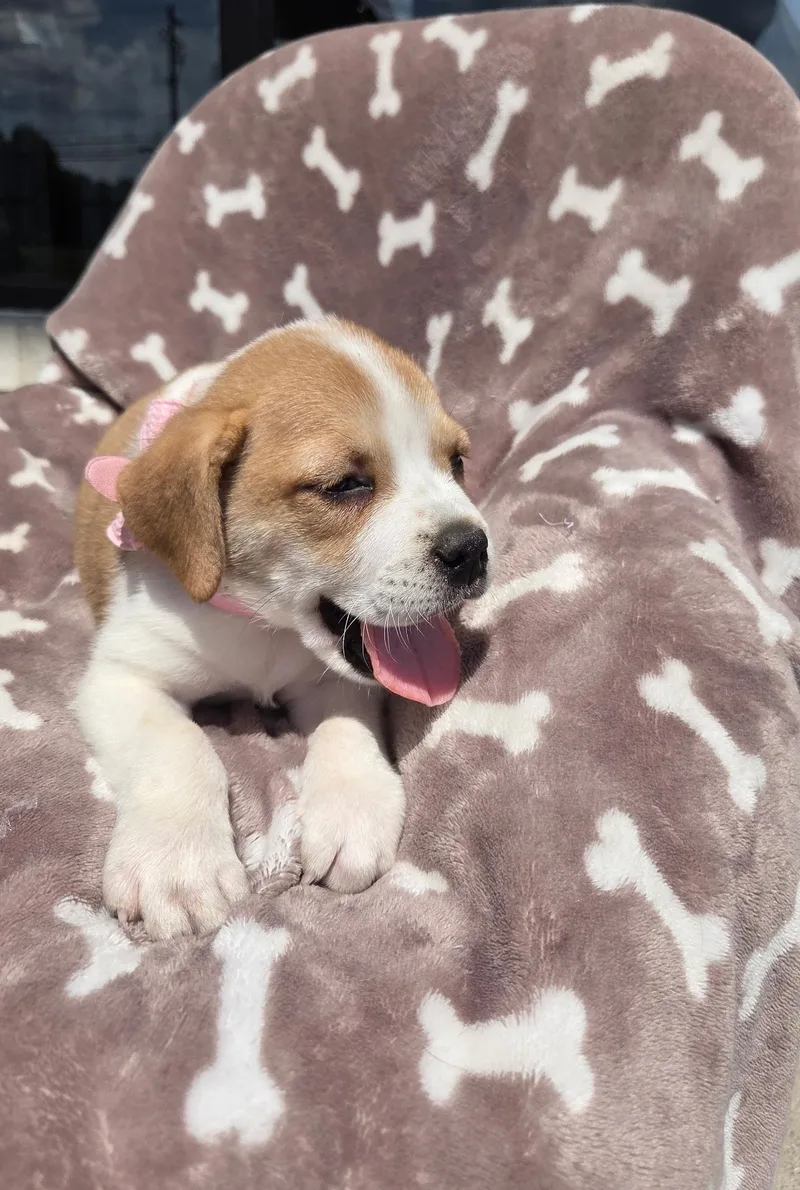 Beagle puppy  f thumbnail 2