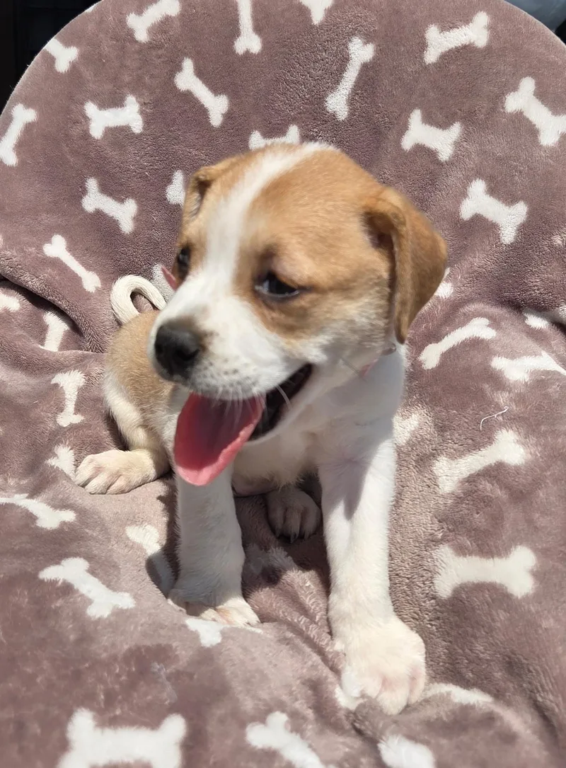 Beagle puppy  f thumbnail 3