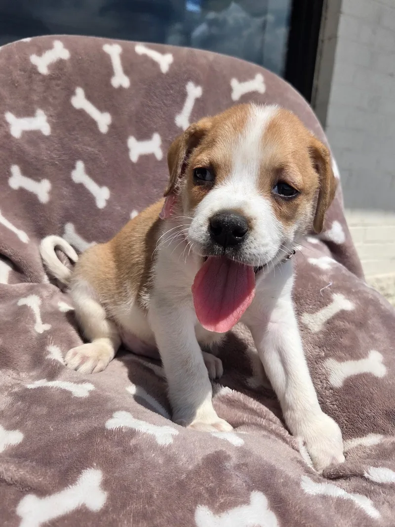 Beagle puppy  f thumbnail 4