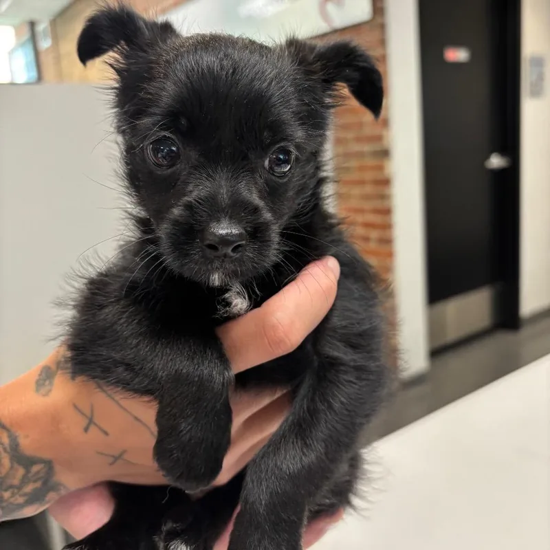 A baby small-sized female Black Mixed Breed dog named Ava for adoption in Allentown, PA
