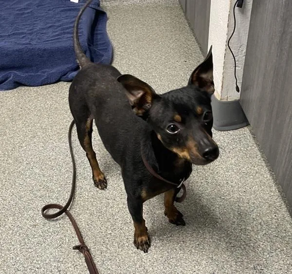 An adult small-sized male Miniature Pinscher dog named Boy for adoption in Escondido, CA