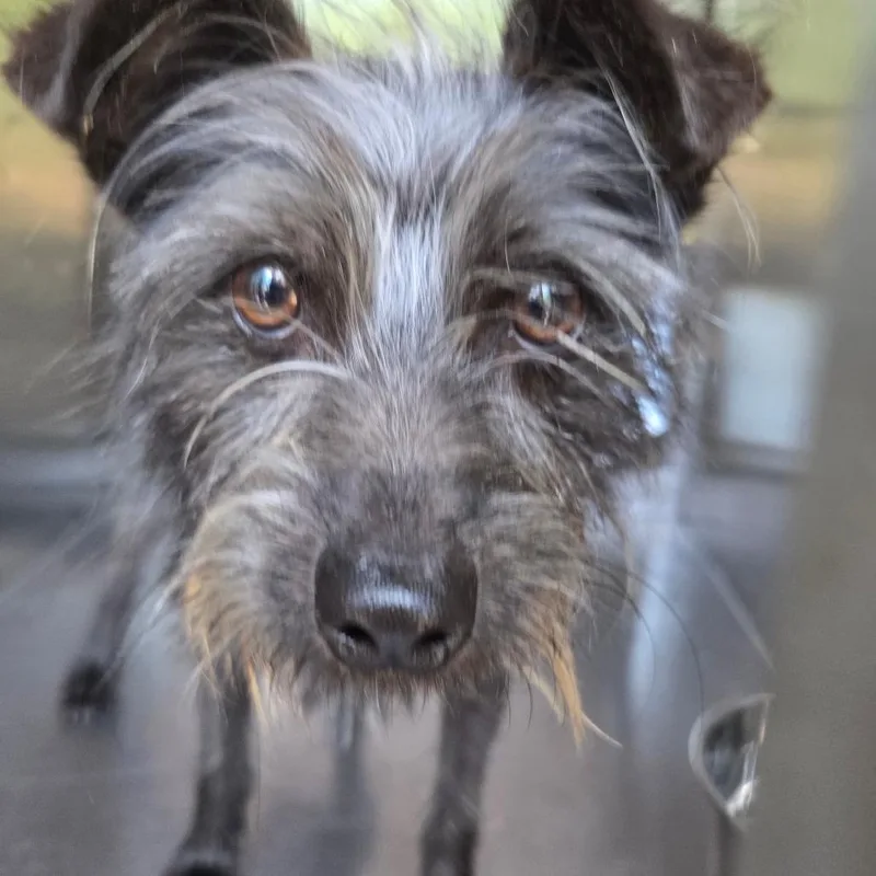 An adult small-sized male Black Mixed Breed dog named Scamp for adoption in Columbus, GA