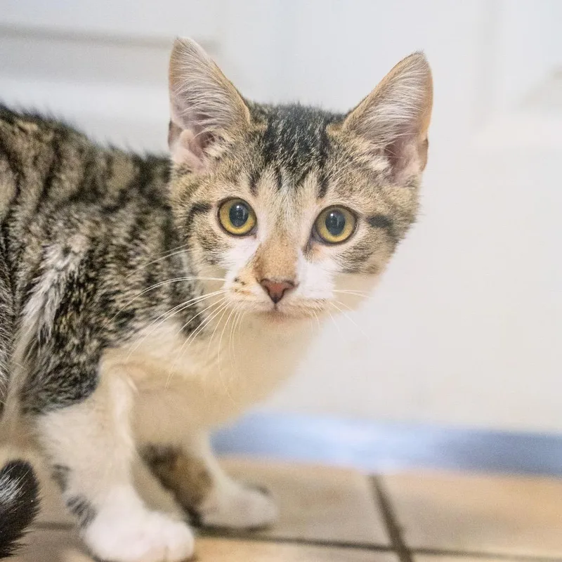 A baby small-sized male Brown / Chocolate Domestic Short Hair cat named Nox for adoption in Pawling, NY