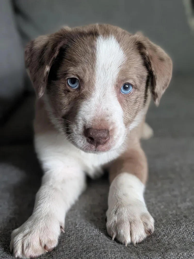 A baby large-sized female Australian Shepherd dog named Firefight for adoption in Newport, KY