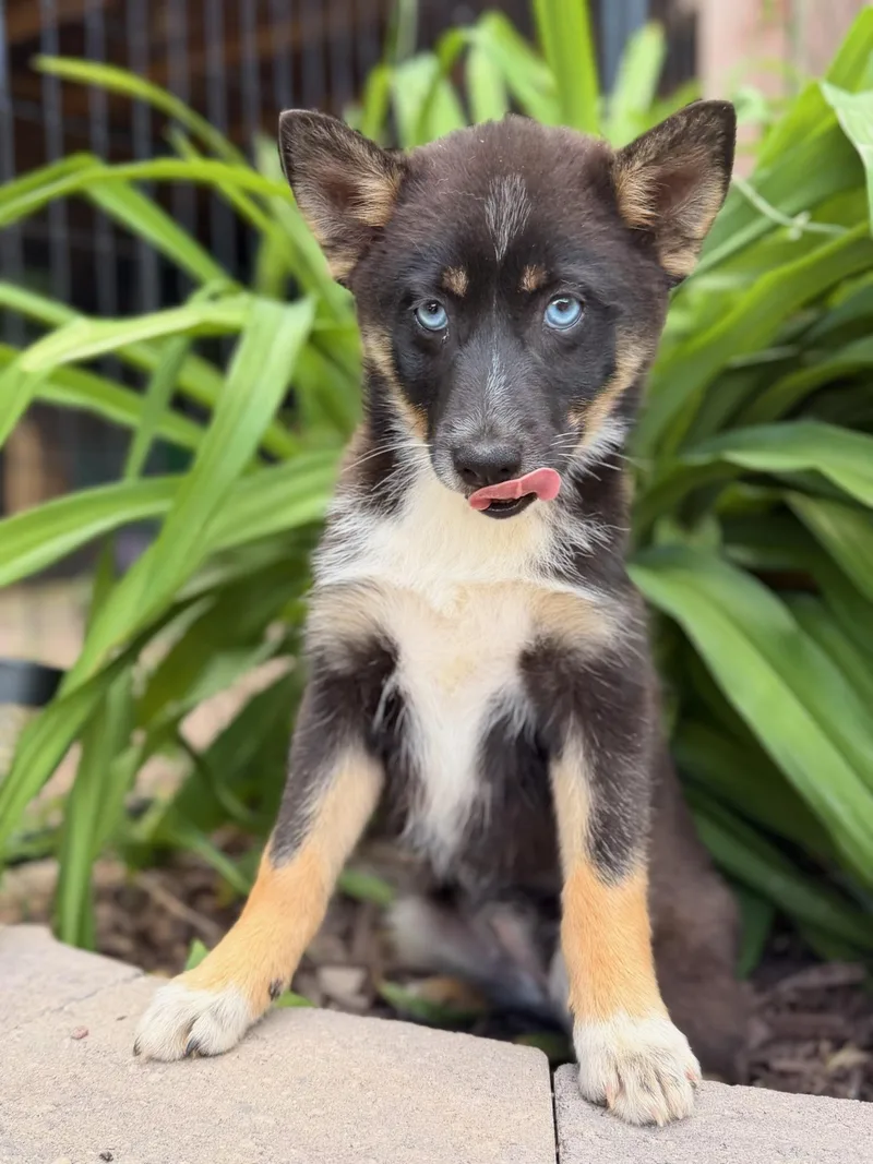 A baby medium-sized female Black Pomsky dog named Patsy for adoption in North Freedom, WI