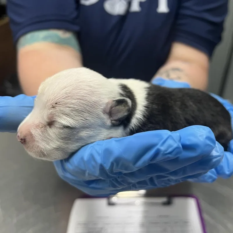 A baby small-sized female Black Mixed Breed dog named Stevie for adoption in Summerville, SC