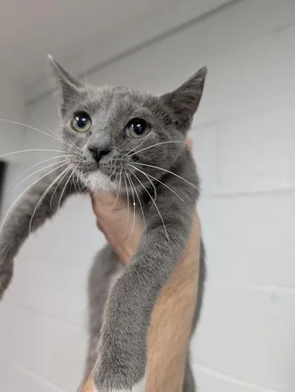 A baby small-sized female Domestic Short Hair cat named Misty for adoption in West Chester, PA