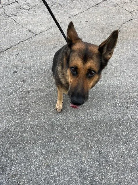 An adult large-sized female German Shepherd Dog dog named Abby for adoption in Miami, FL