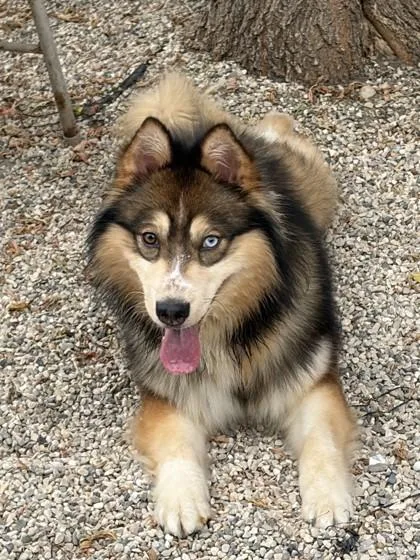 A baby medium-sized male Siberian Husky dog named Justice for adoption in Burlington, WI