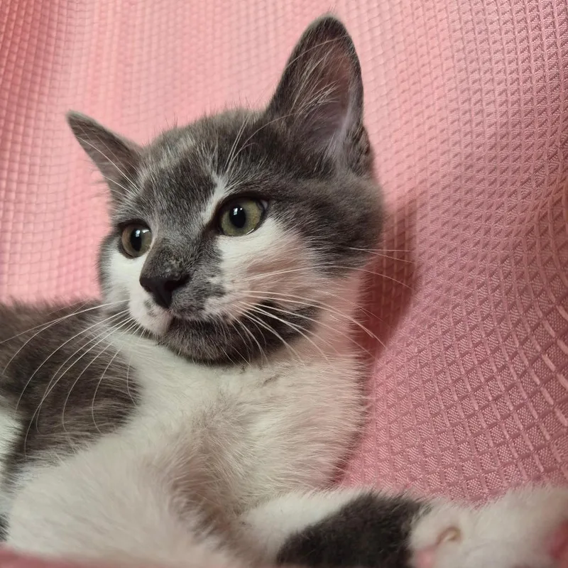 A baby small-sized male Gray / Blue / Silver Domestic Short Hair cat named Smudge for adoption in Lexington, KY