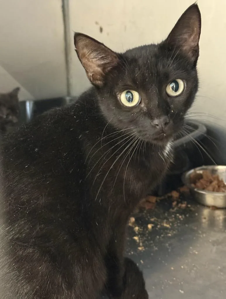 A young large-sized female Domestic Short Hair cat named Tara for adoption in Bossier City, LA