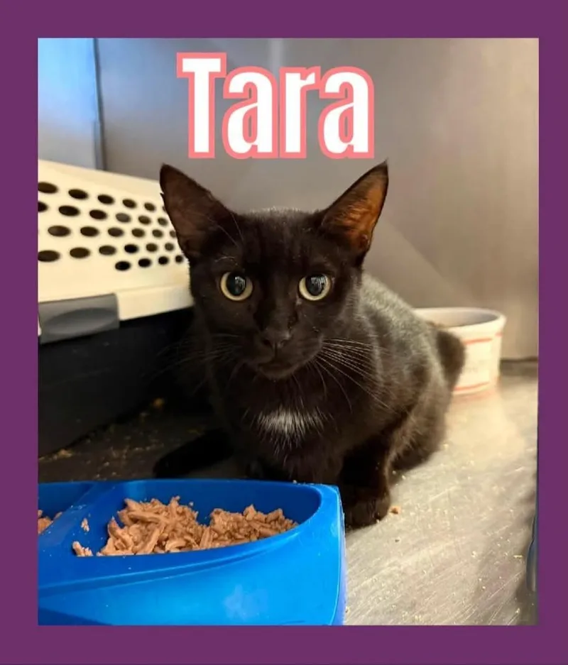 Tara thumbnail 2