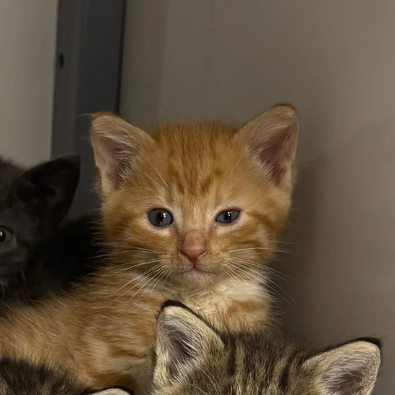 A baby small-sized male Orange / Red Domestic Medium Hair cat named Orange Male for adoption in Shelbyville, IL