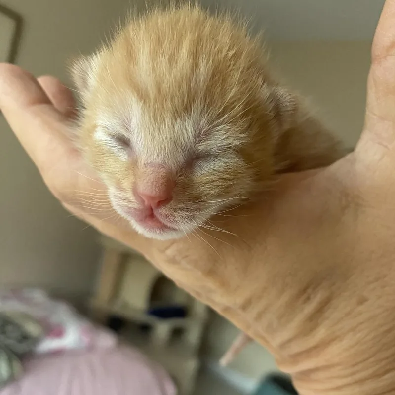 A baby small-sized male Orange / Red Domestic Short Hair cat named Jefferson for adoption in Roswell, GA
