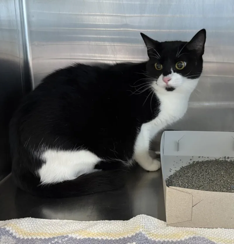 An adult medium-sized female Domestic Short Hair cat named Misha for adoption in Salisbury, NC