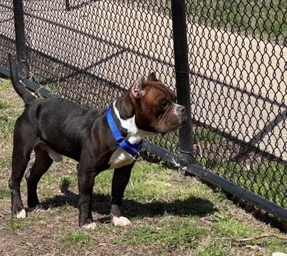 An adult large-sized male Mixed Breed dog named El Salvador for adoption in West Chester, PA